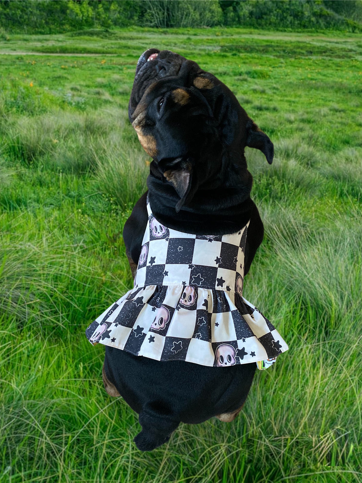 Trixie Reversible Pet Dress