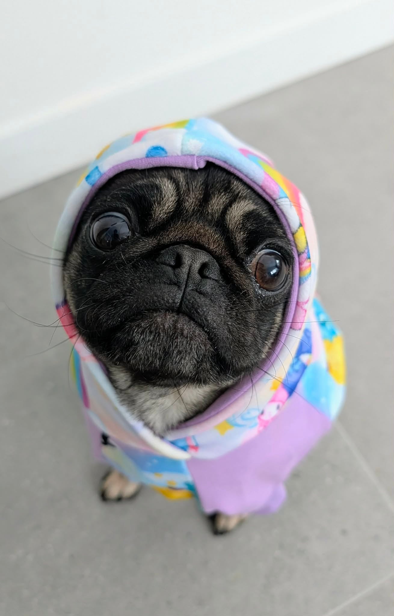 Hoodie Dog Sweater Sewing Pattern