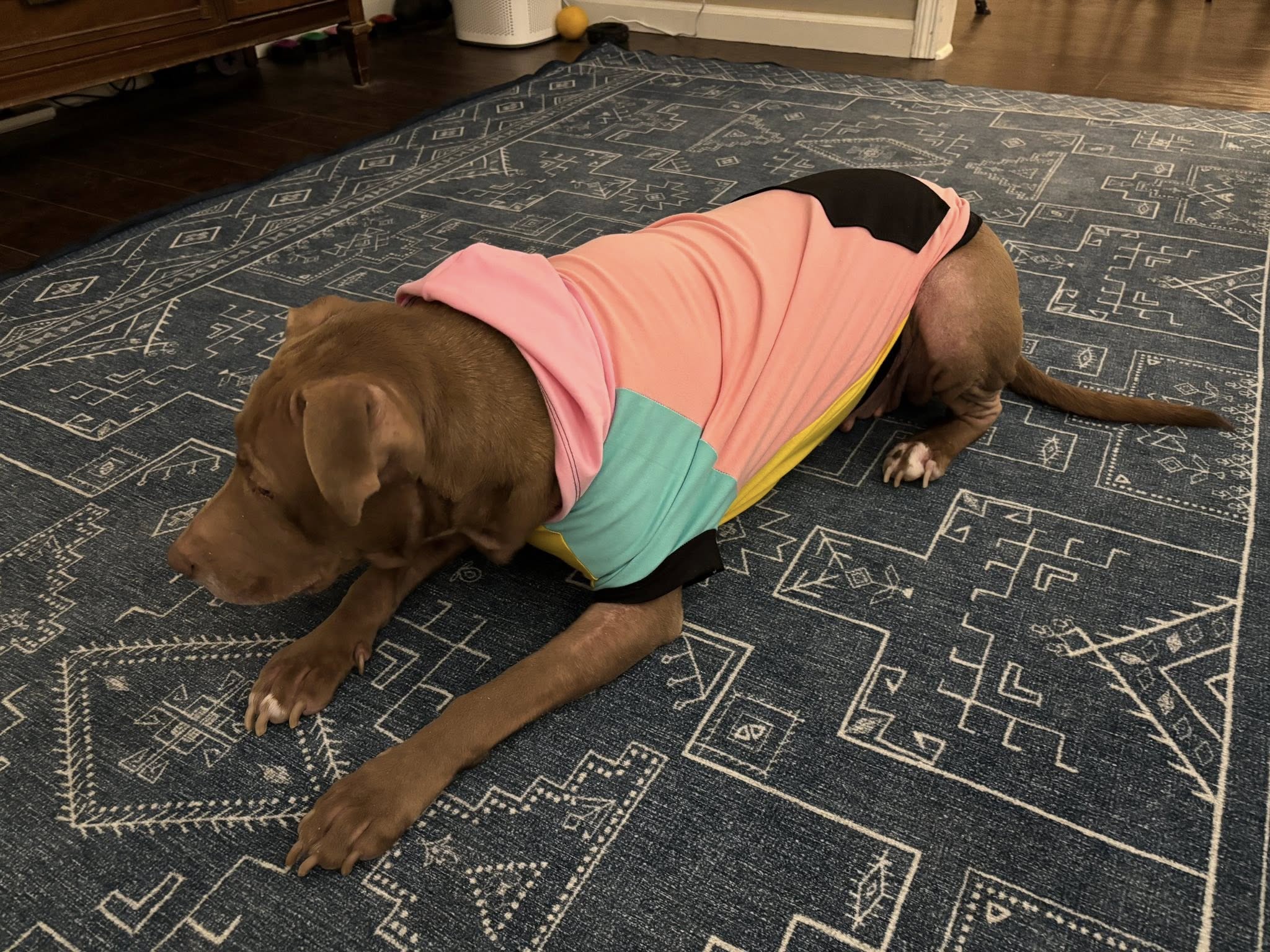 Hoodie Dog Sweater Sewing Pattern