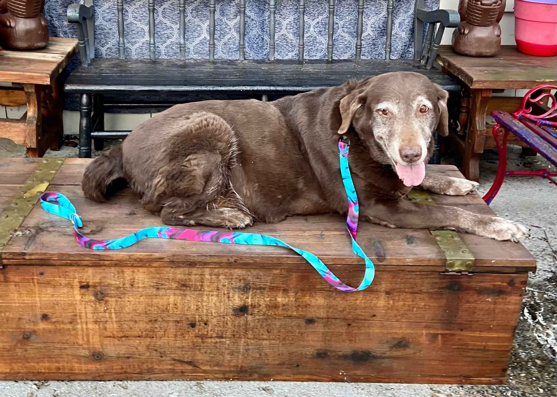 Fur Baby Pet Collar & Lead Pattern