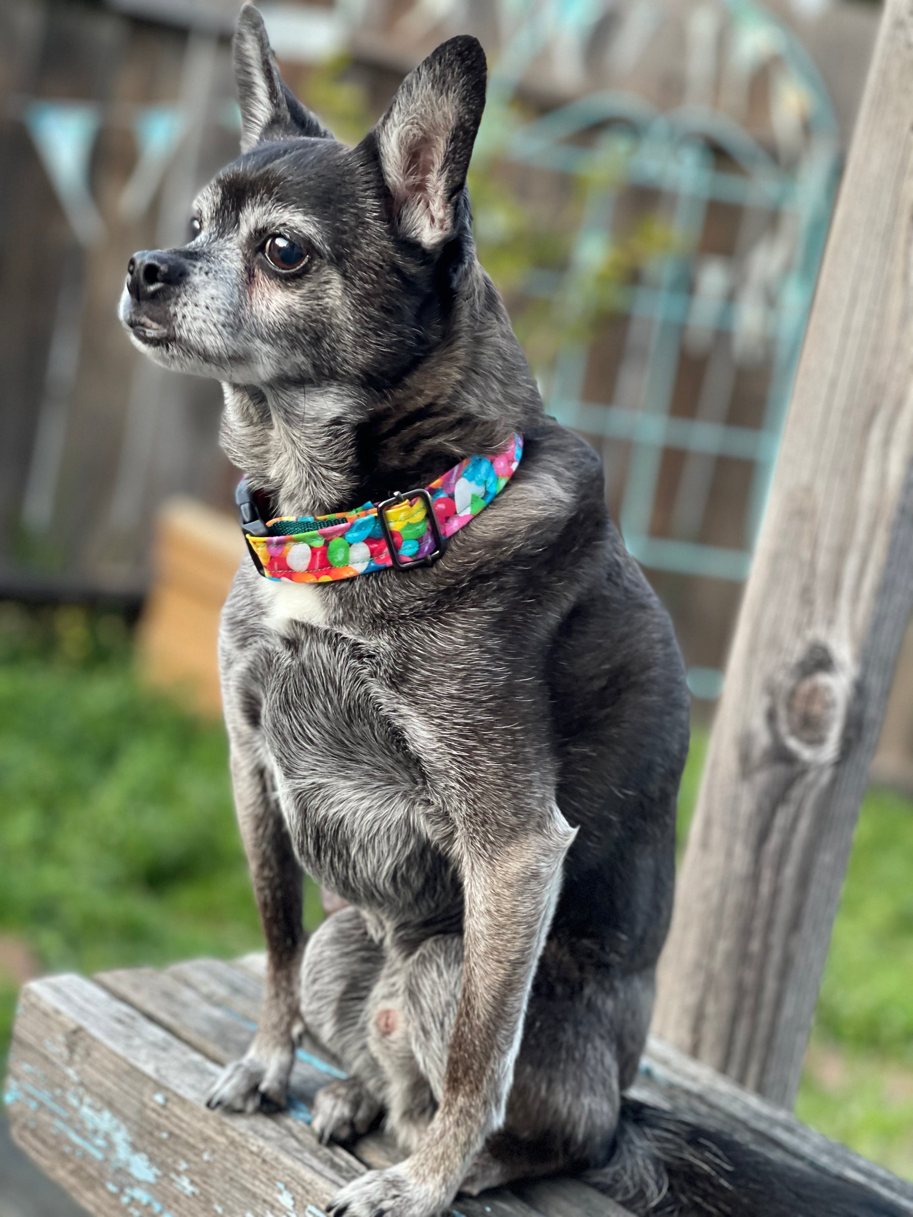 Fur Baby Pet Collar & Lead Pattern