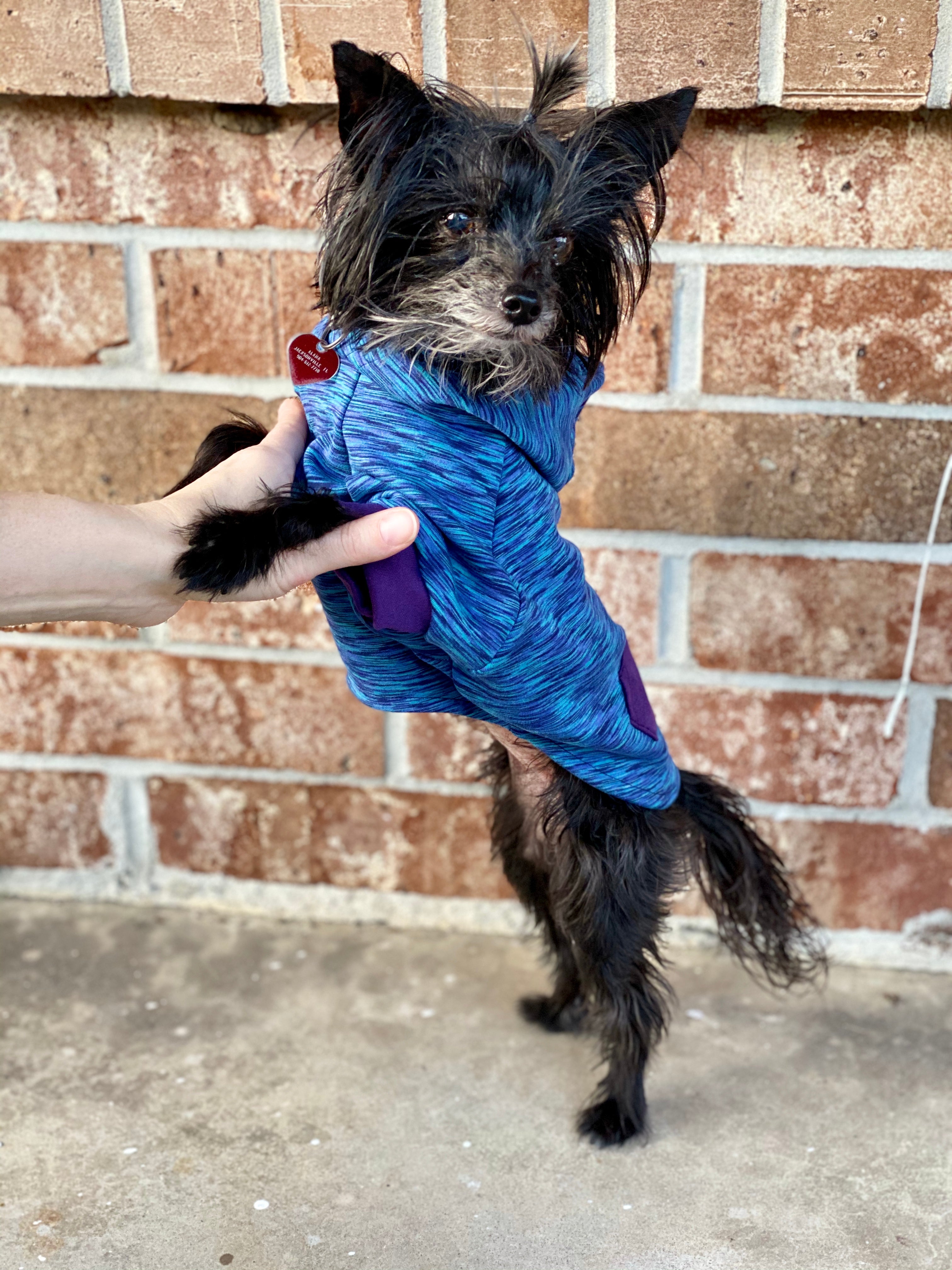 Hoodie Dog Sweater Sewing Pattern