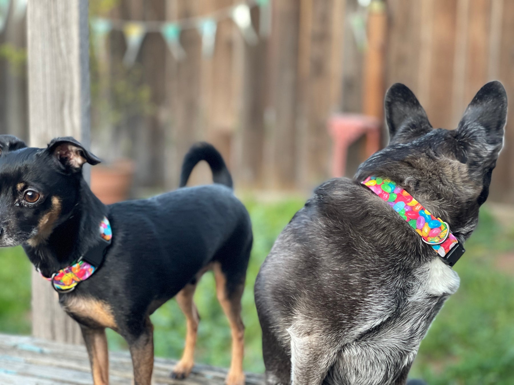 Fur Baby Pet Collar & Lead Pattern