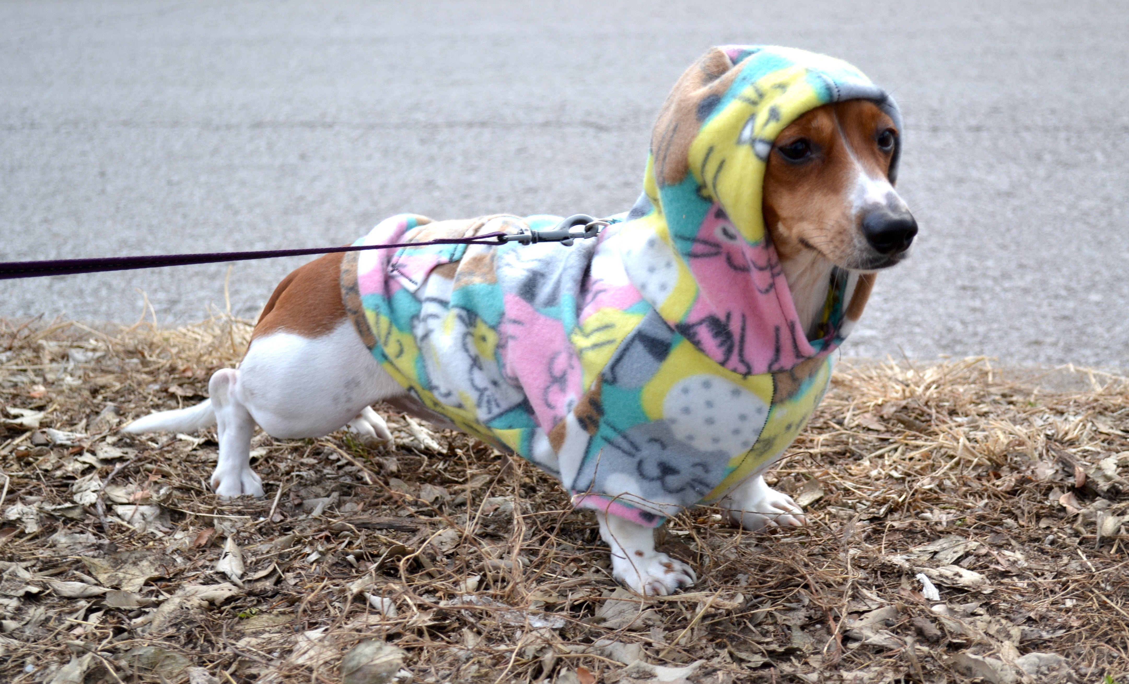 Hoodie Dog Sweater Sewing Pattern