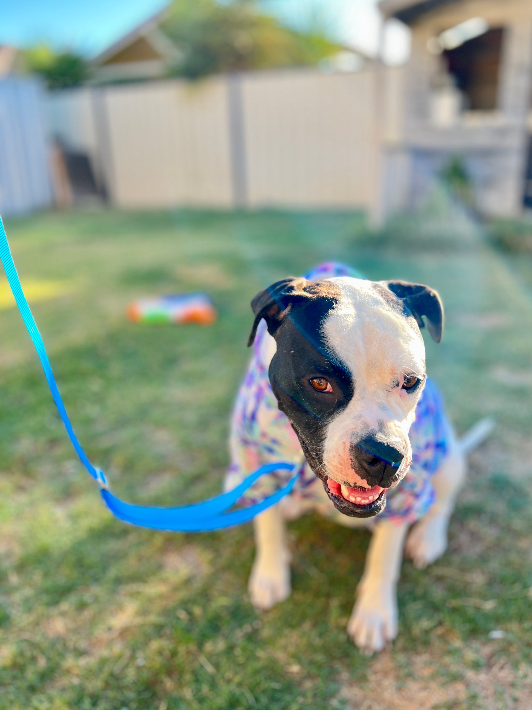 Fur Baby Pet Collar & Lead Pattern