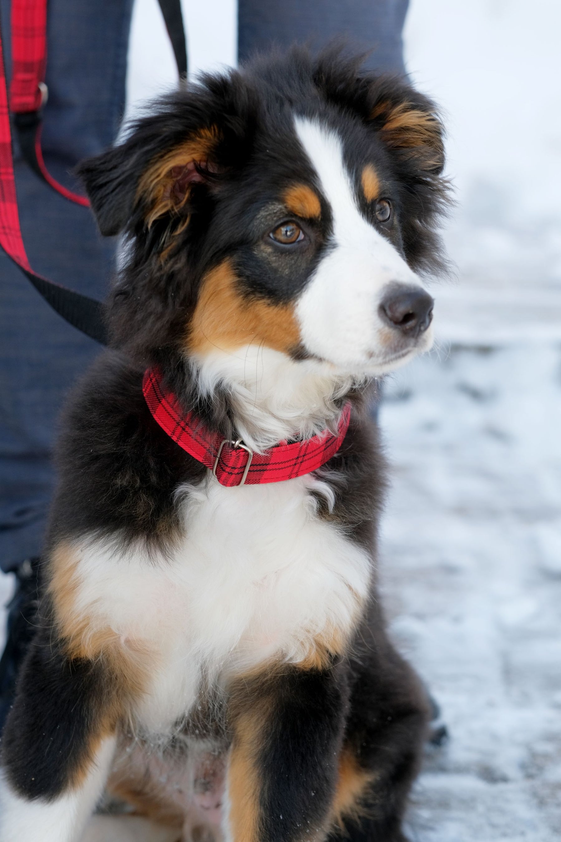 Fur Baby Pet Collar & Lead Pattern