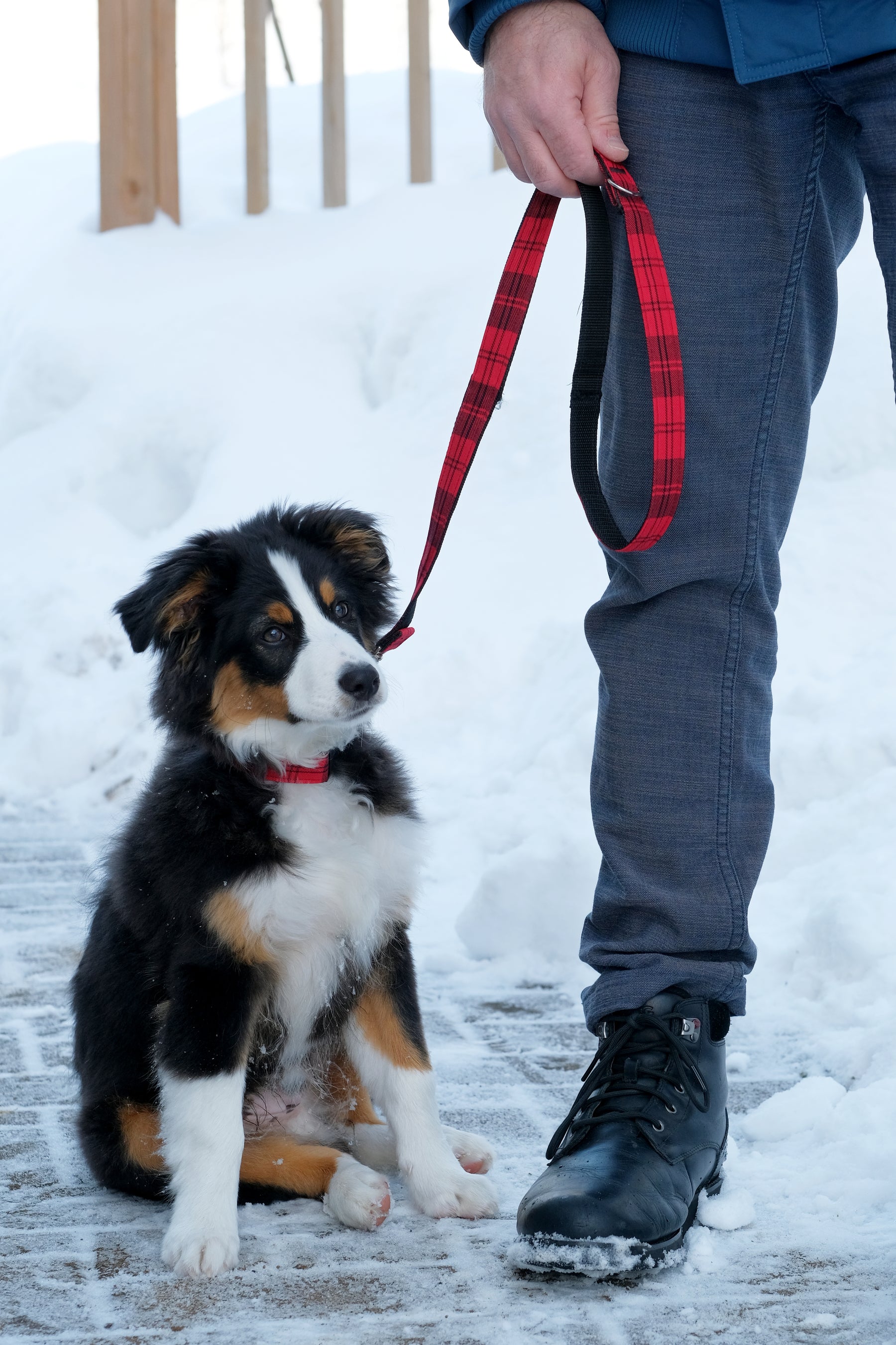 Fur Baby Pet Collar & Lead Pattern