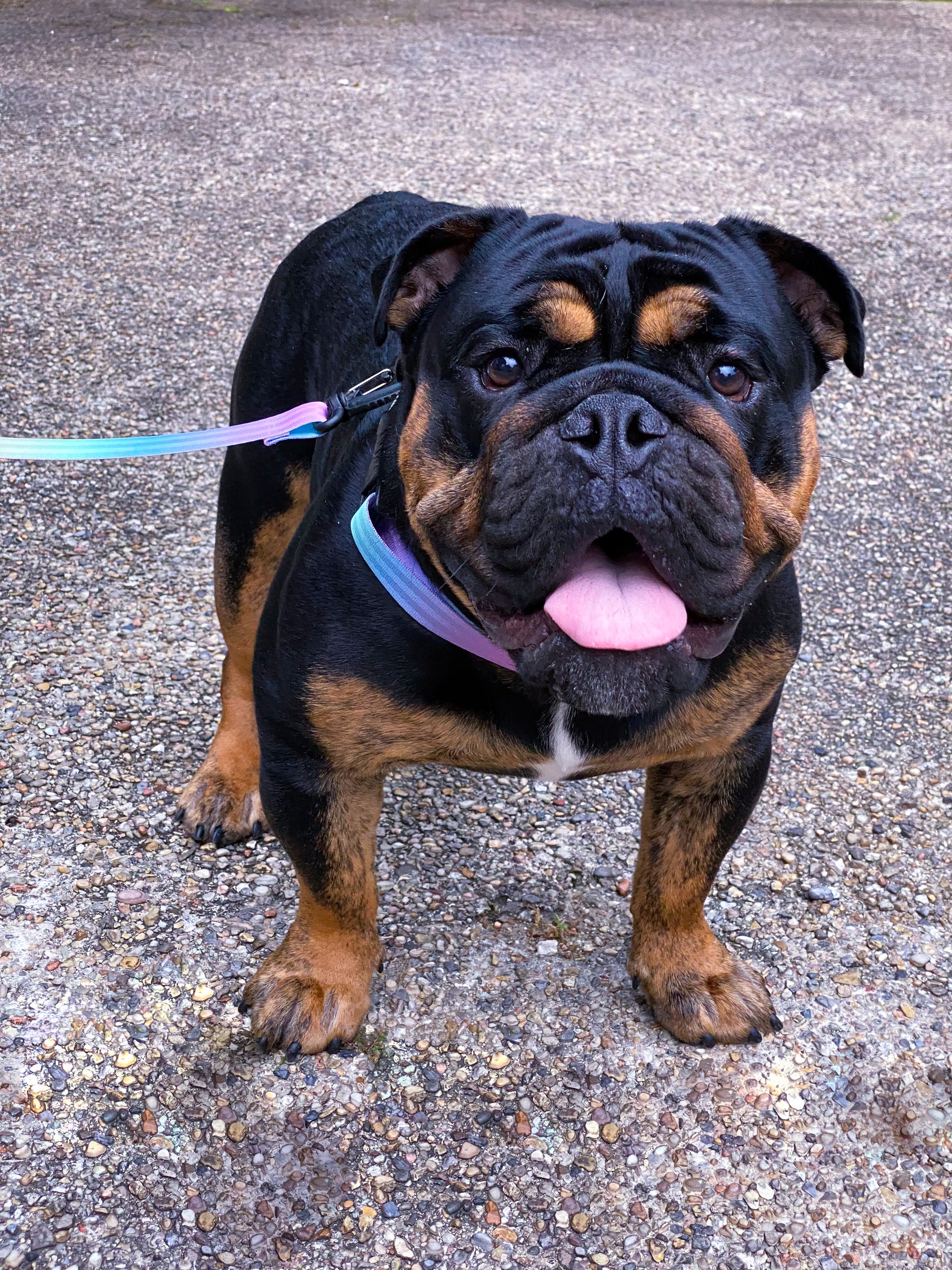 Fur Baby Pet Collar & Lead Pattern