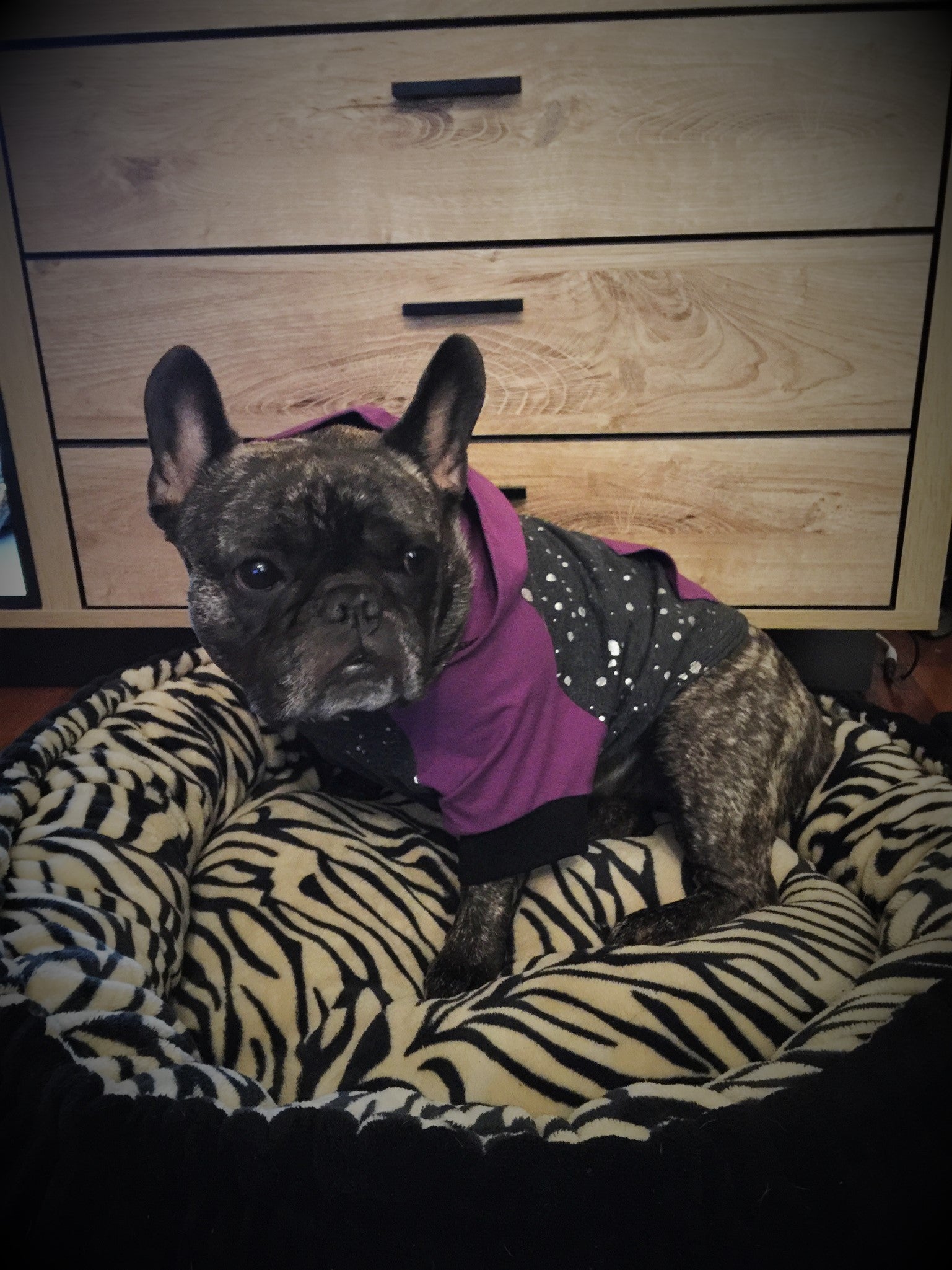 Hoodie Dog Sweater Sewing Pattern