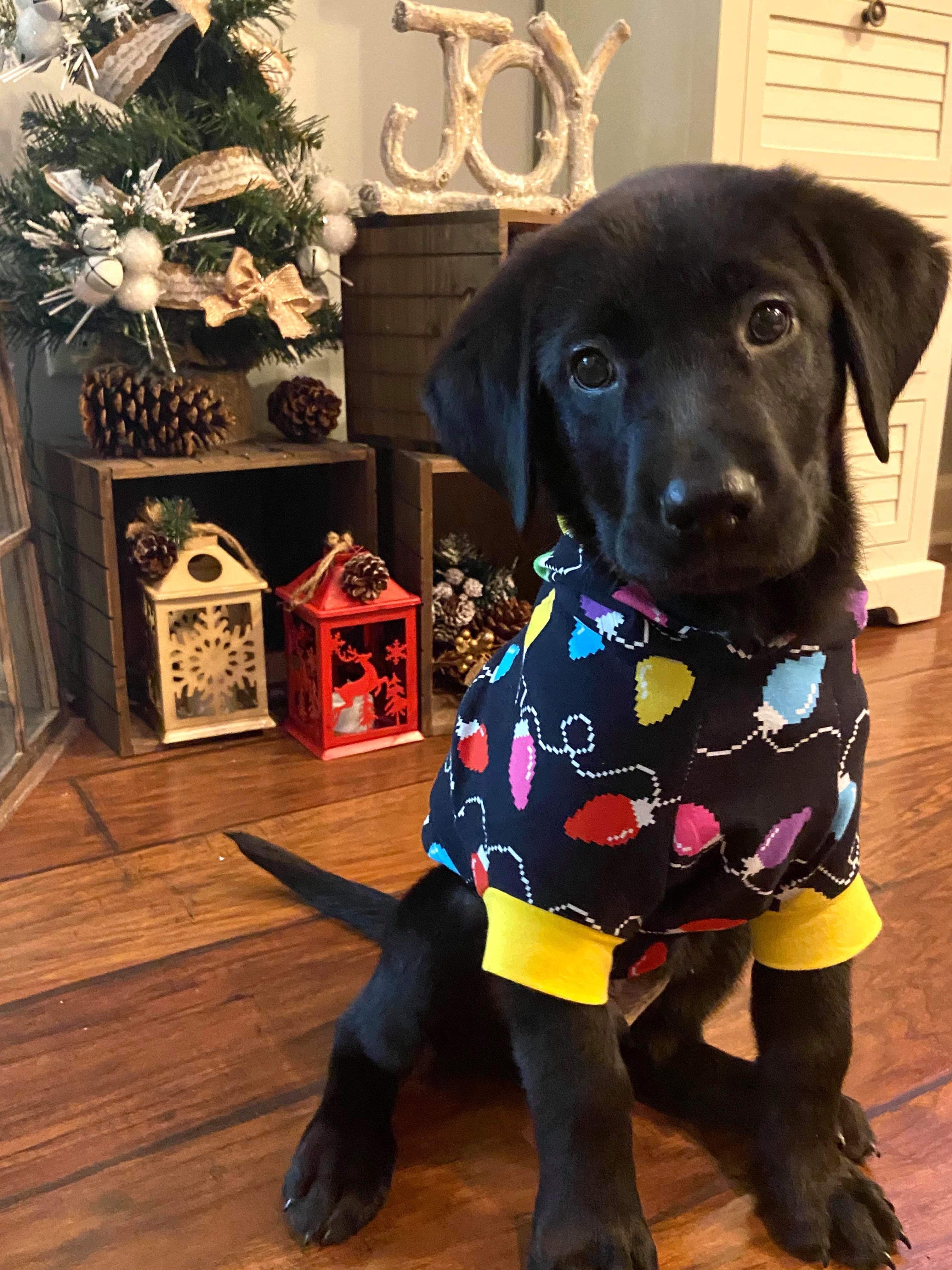 Hoodie Dog Sweater Sewing Pattern