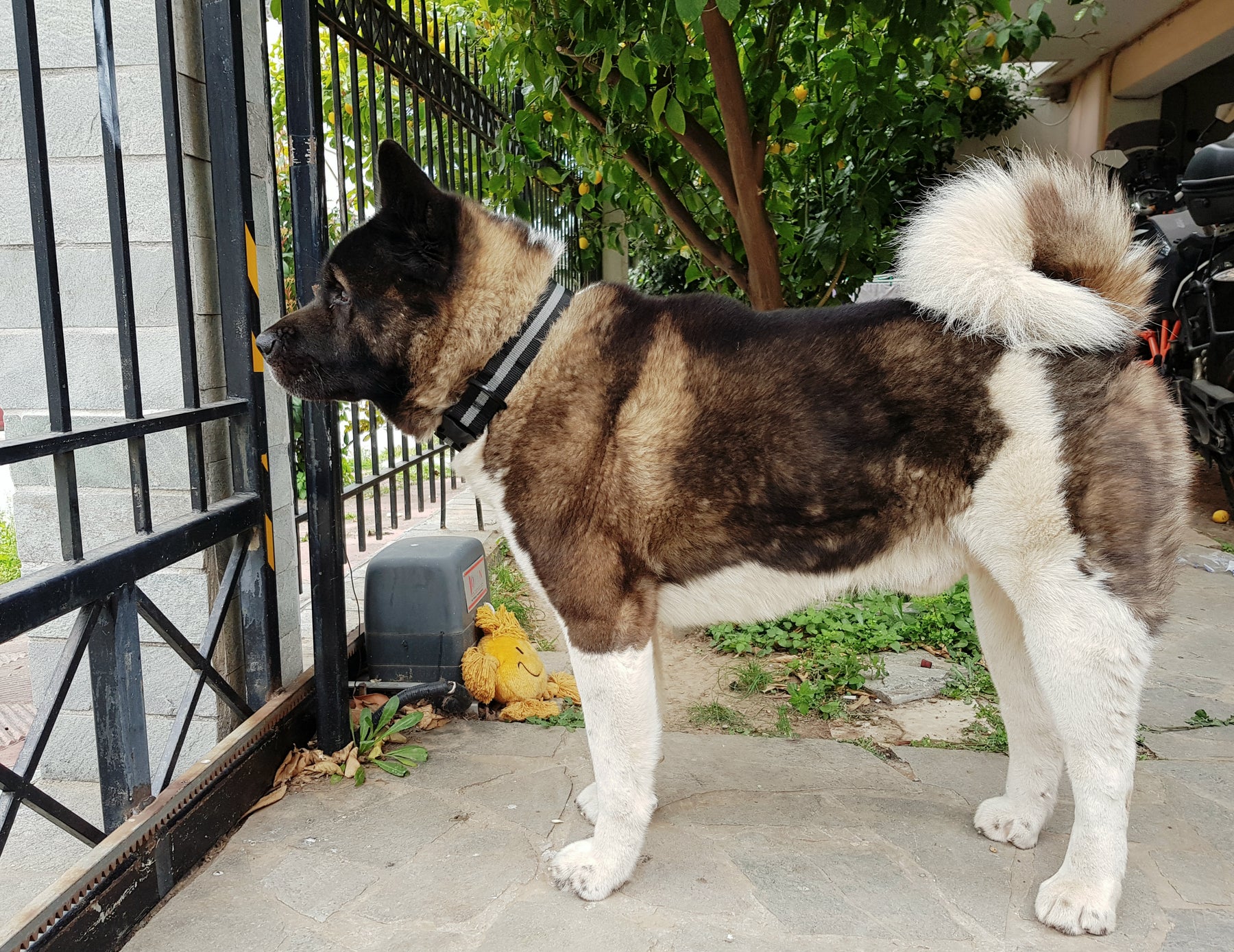 Fur Baby Pet Collar & Lead Pattern