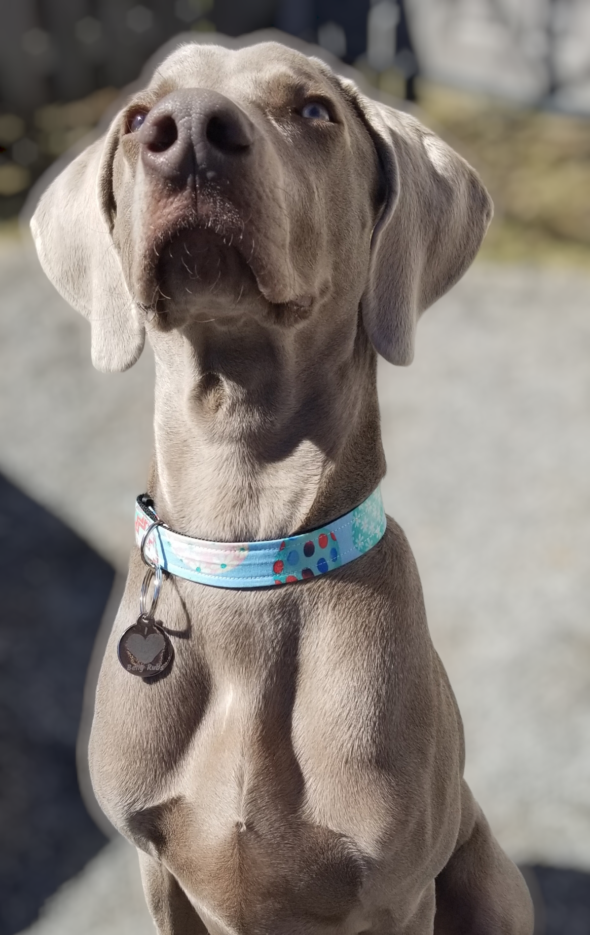 Fur Baby Pet Collar & Lead Pattern