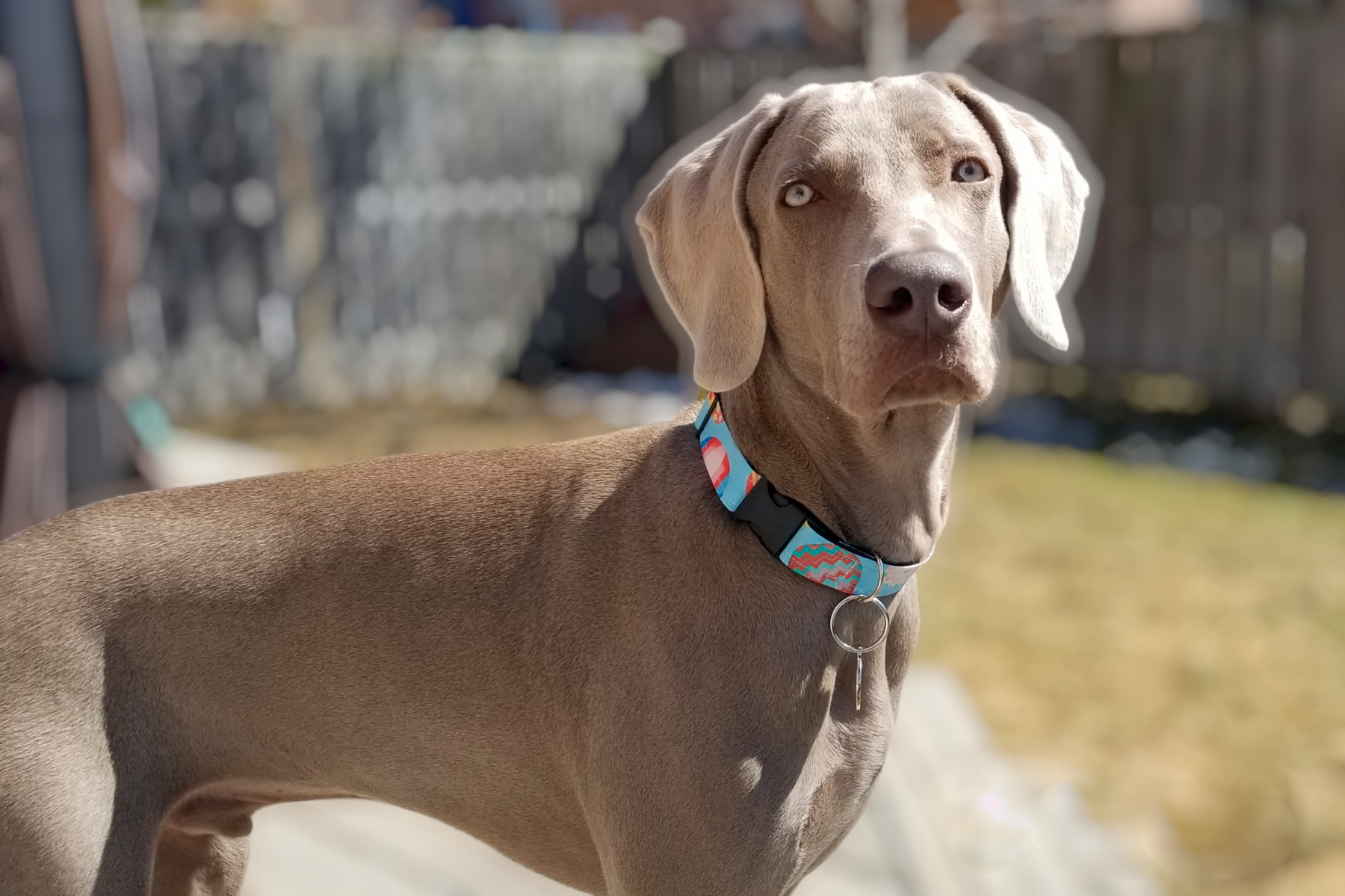 Fur Baby Pet Collar & Lead Pattern