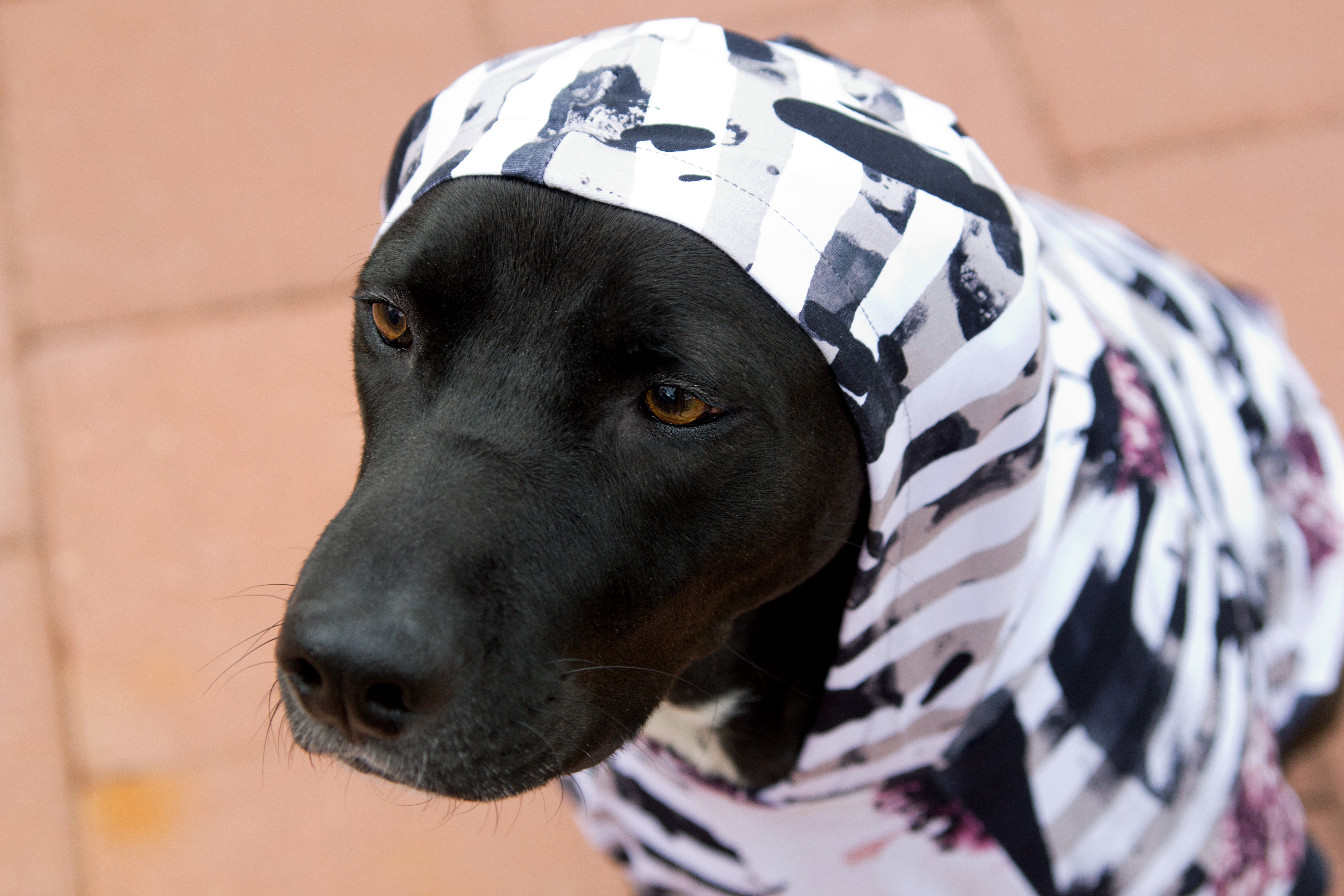 Hoodie Dog Sweater Sewing Pattern