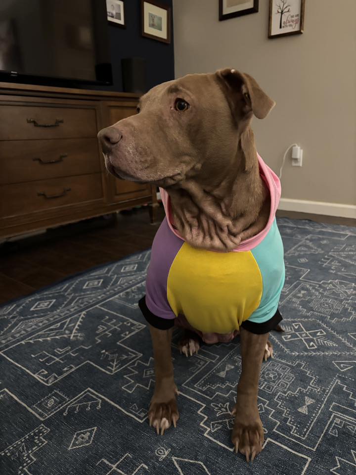 Hoodie Dog Sweater Sewing Pattern