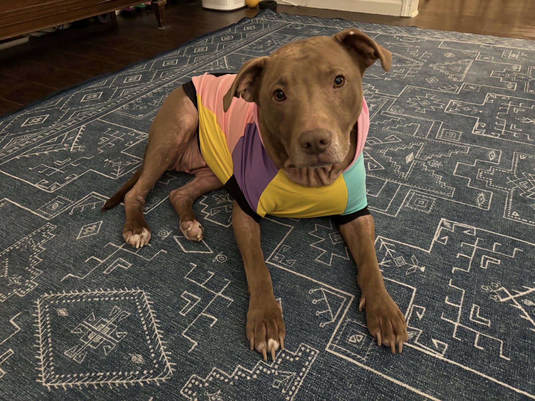 Hoodie Dog Sweater Sewing Pattern