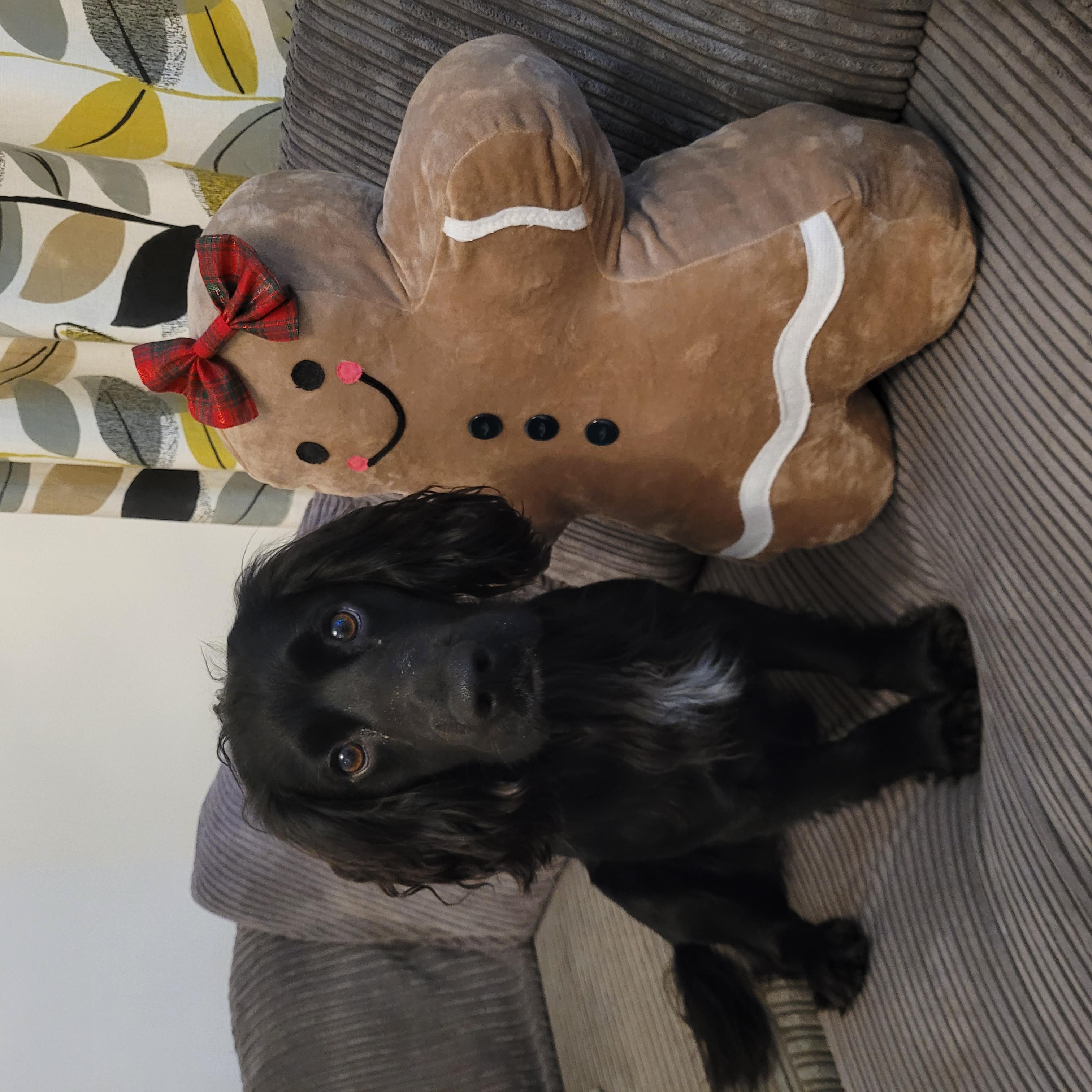 Dog lying next to a gingerbread man-shaped pillow on a couch.