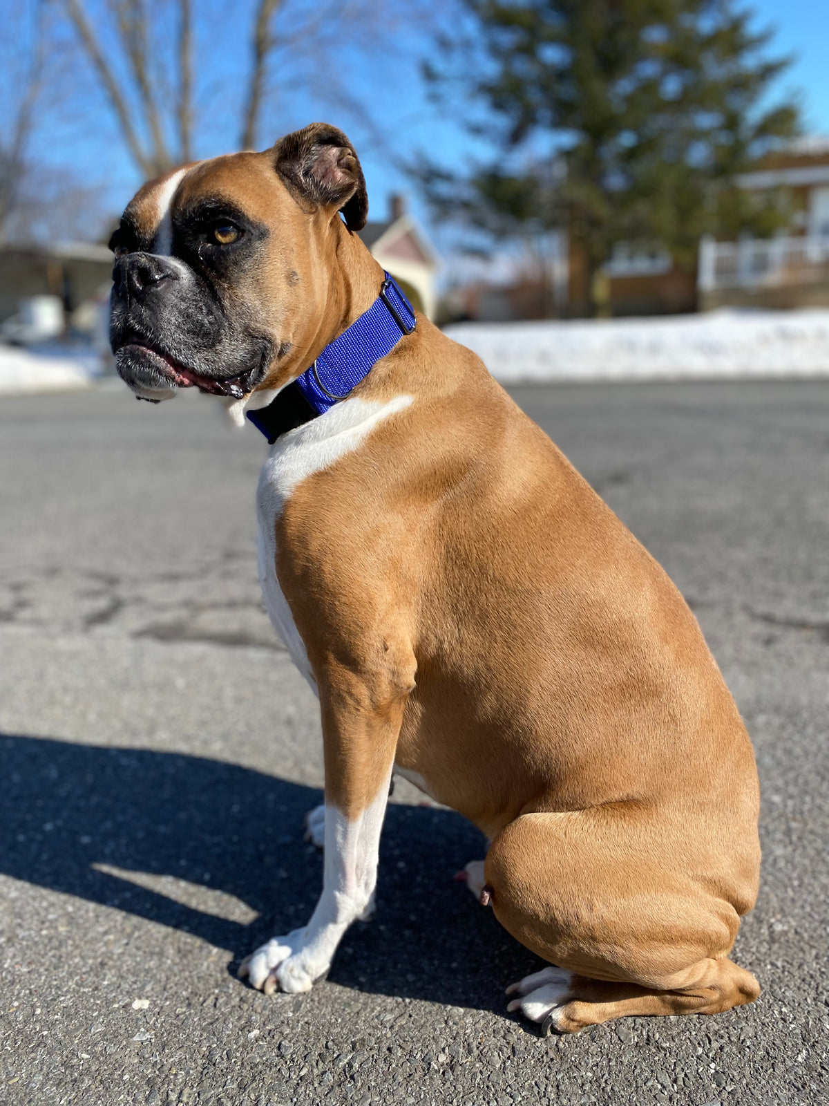 Fur Baby Pet Collar & Lead Pattern