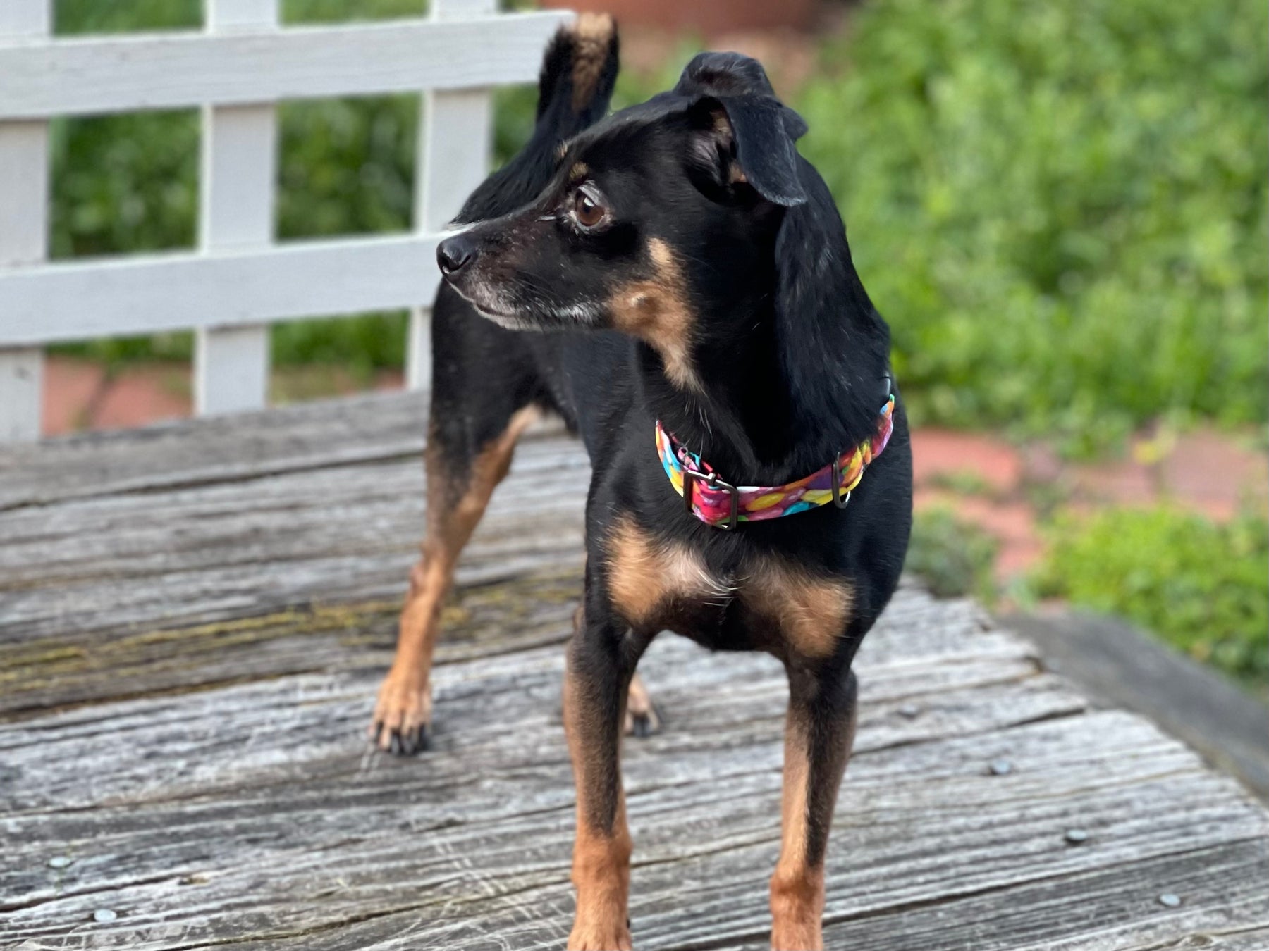 Fur Baby Pet Collar & Lead Pattern