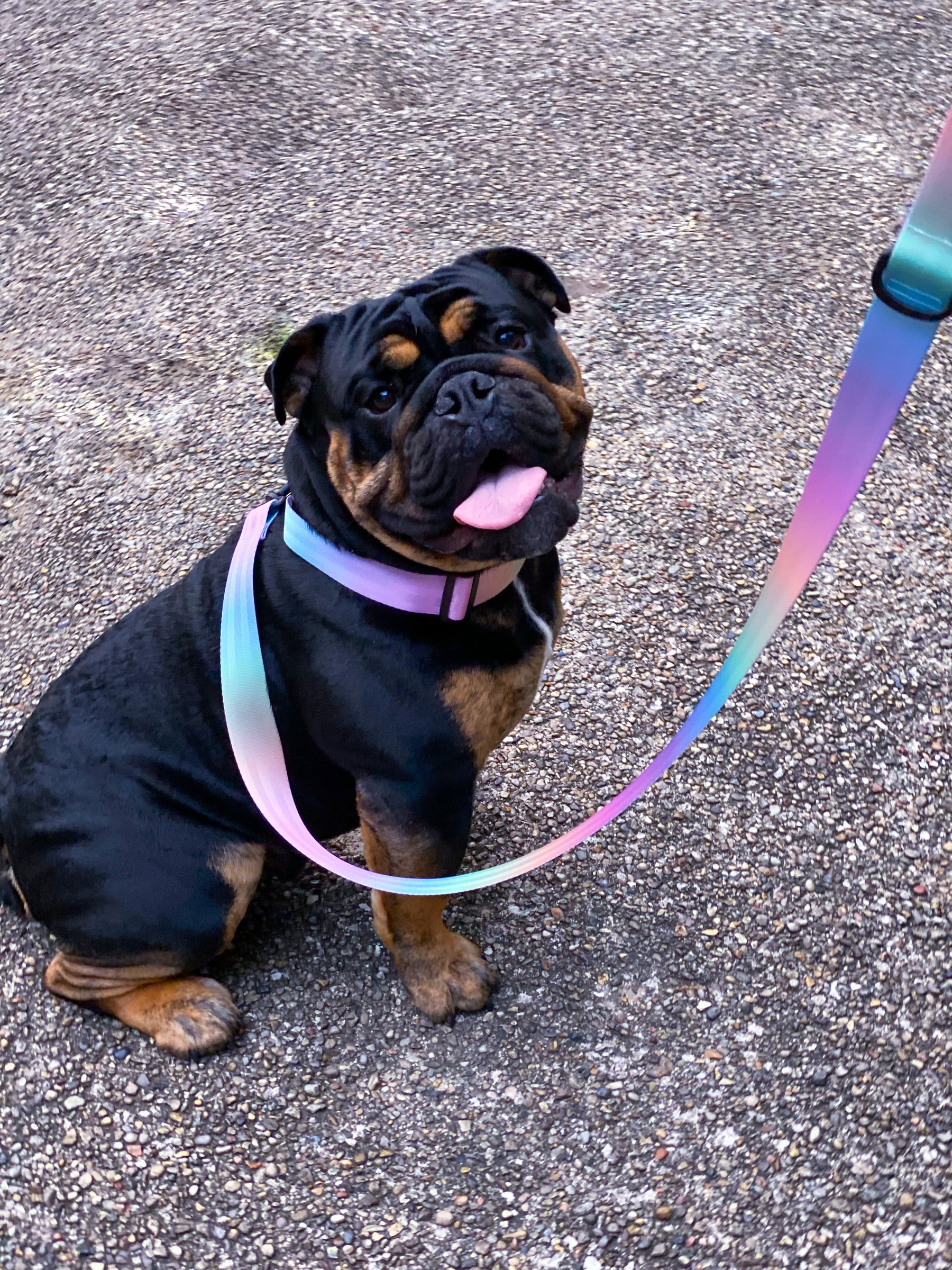 Fur Baby Pet Collar & Lead Pattern