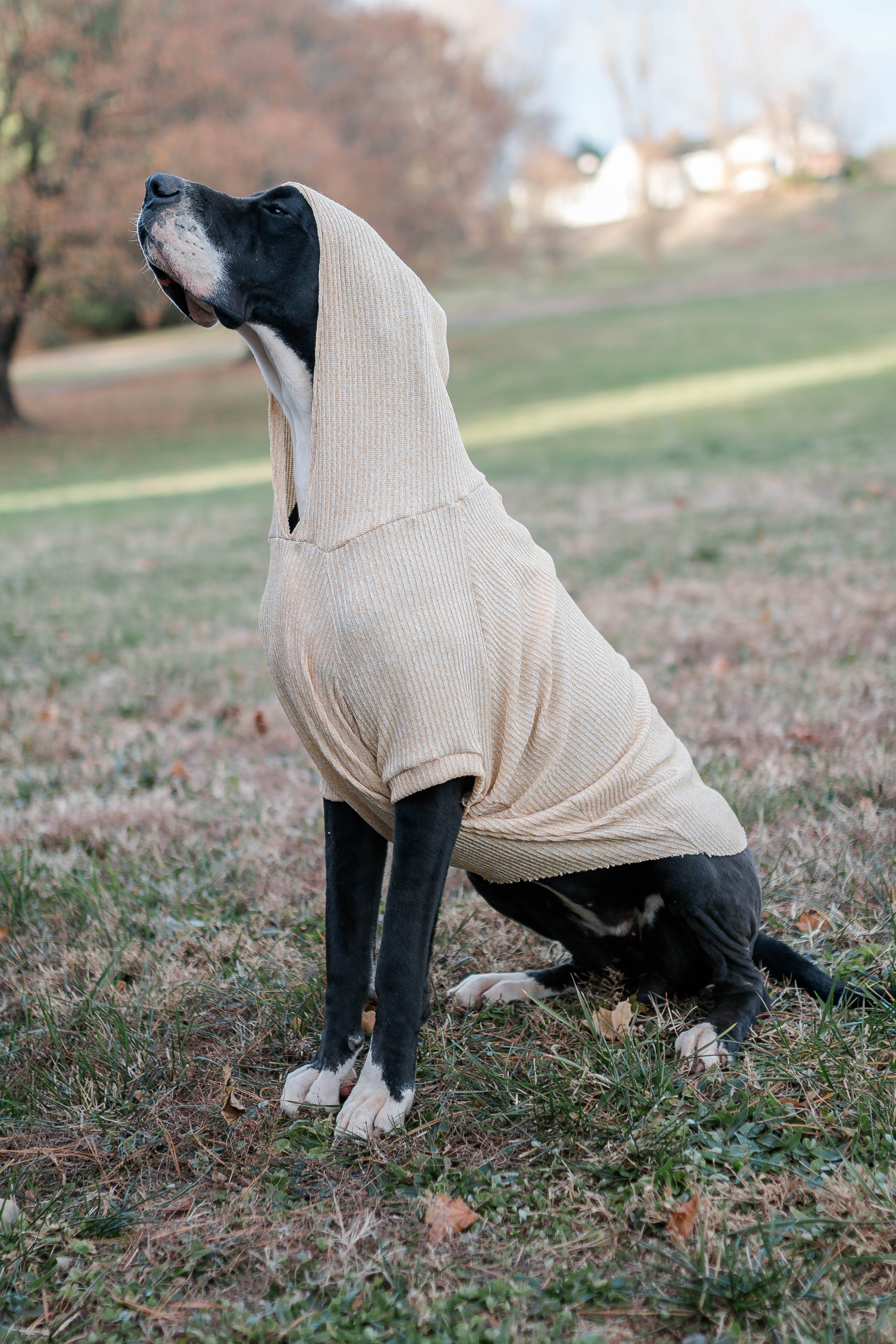Hoodie Dog Sweater Pattern
