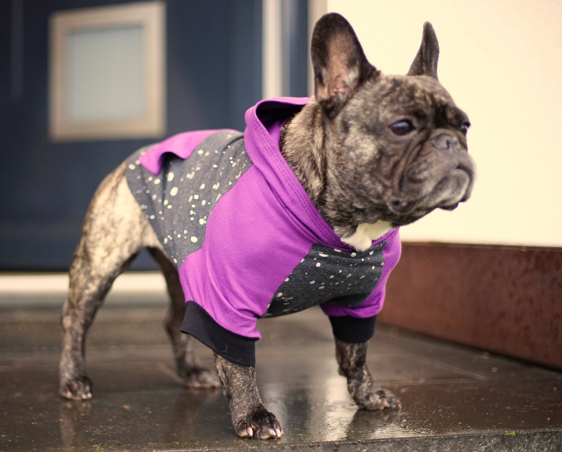 Dog Pullover Sweater, French Bulldog Sweaters