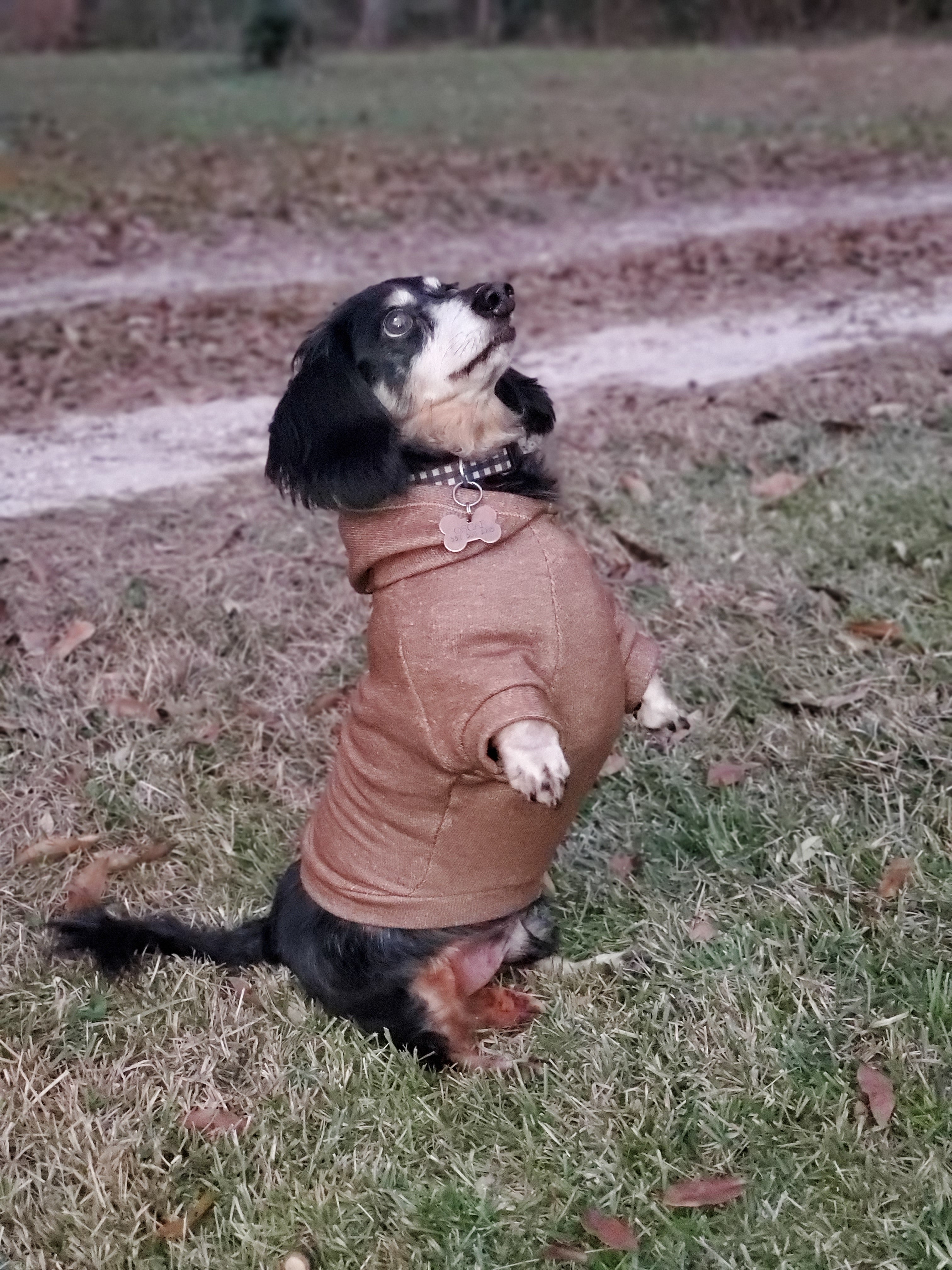 Hoodie Dog Sweater Pattern