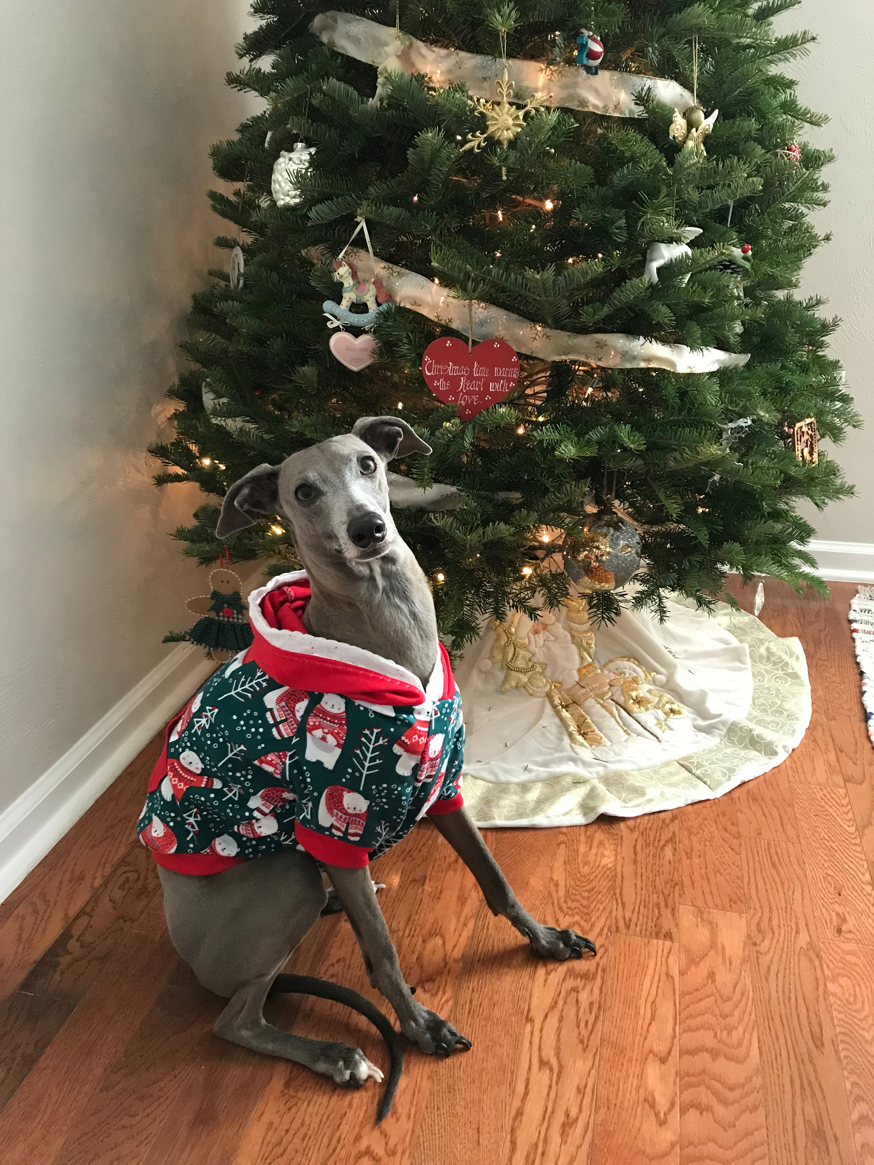 Hoodie Dog Sweater Pattern