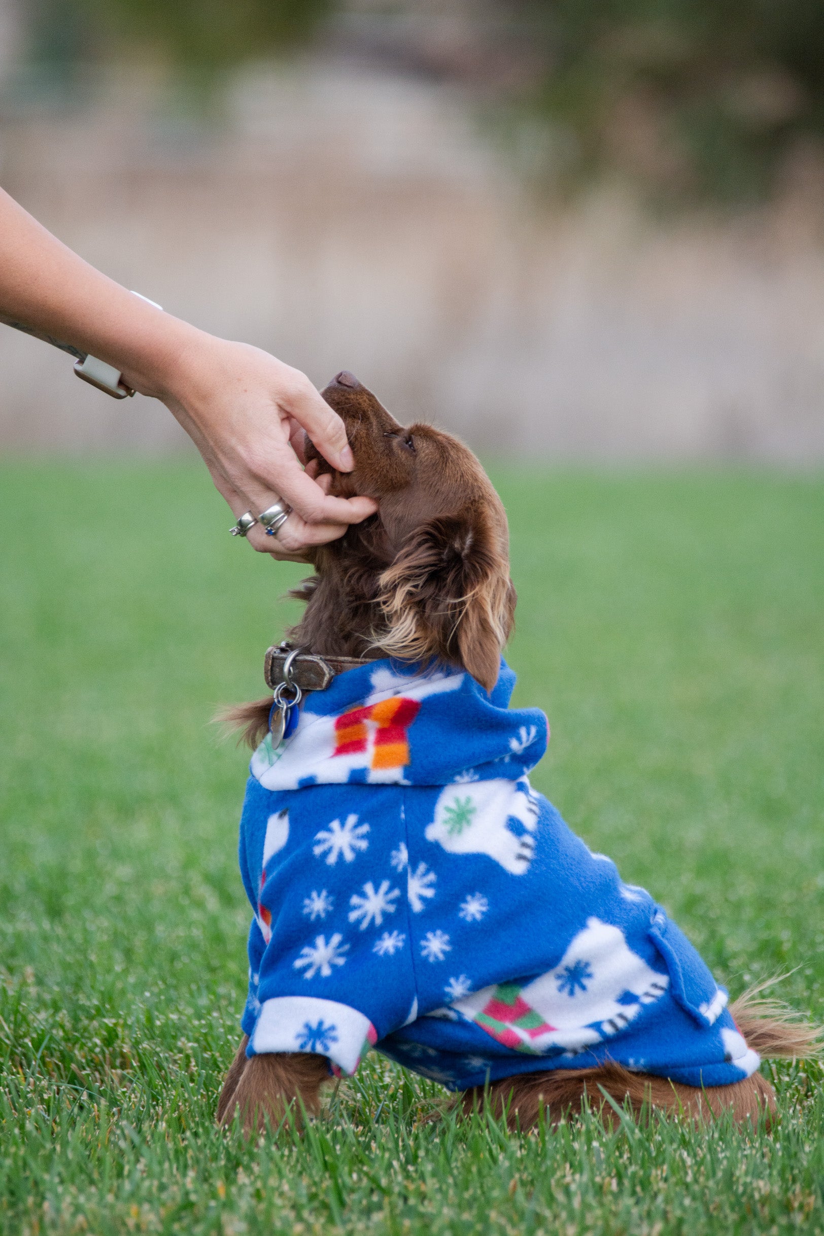 Hoodie Dog Sweater Pattern