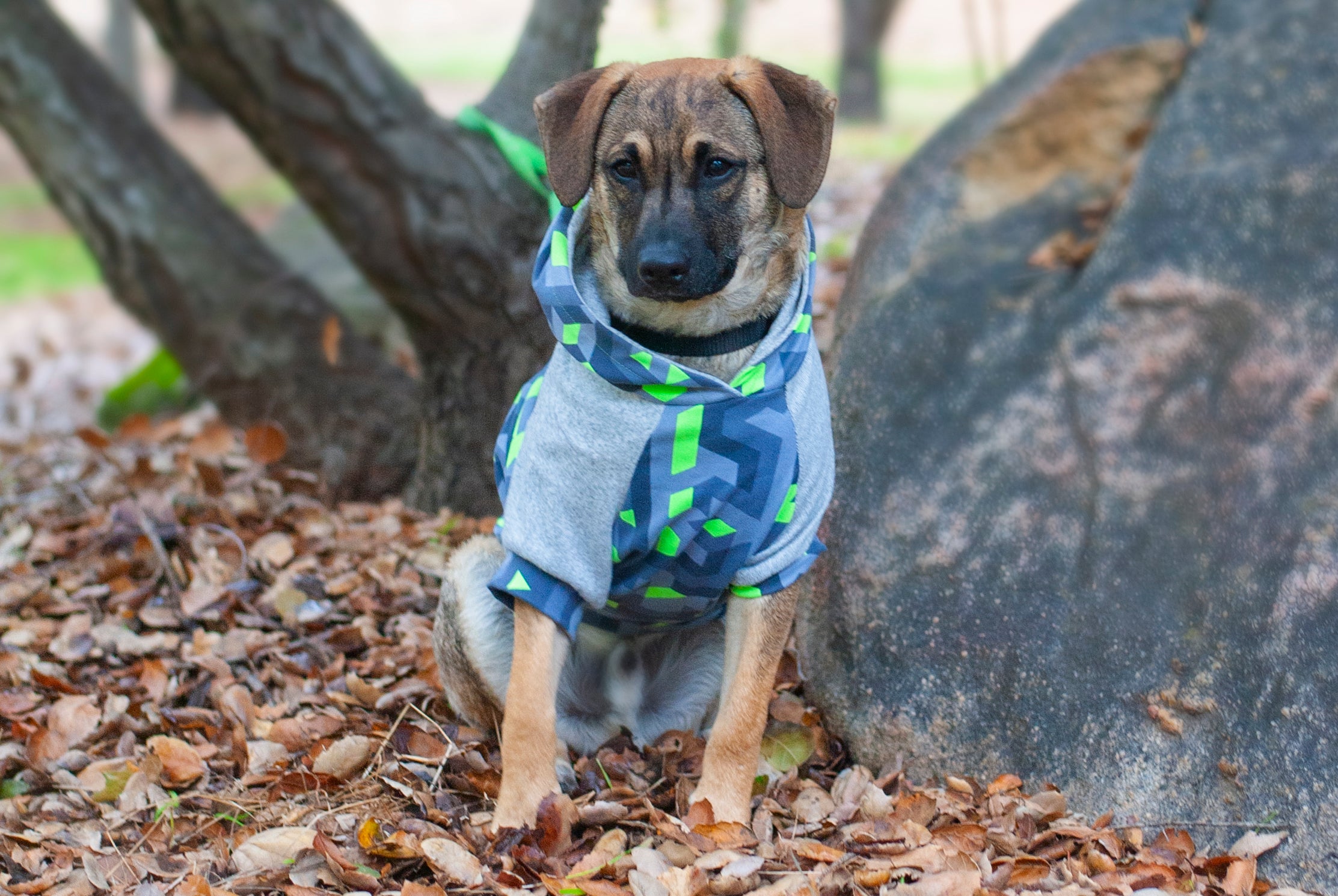 Hoodie Dog Sweater Pattern