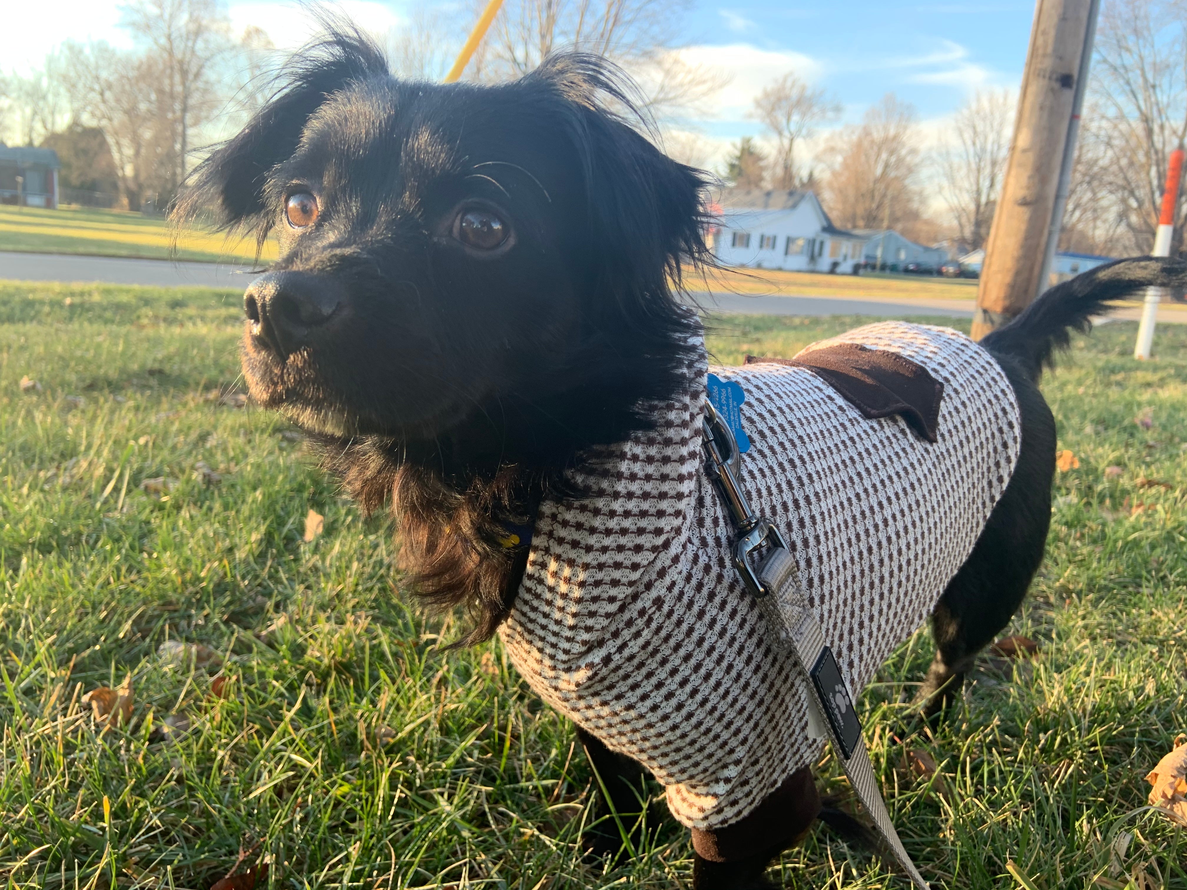 Hoodie Dog Sweater Pattern