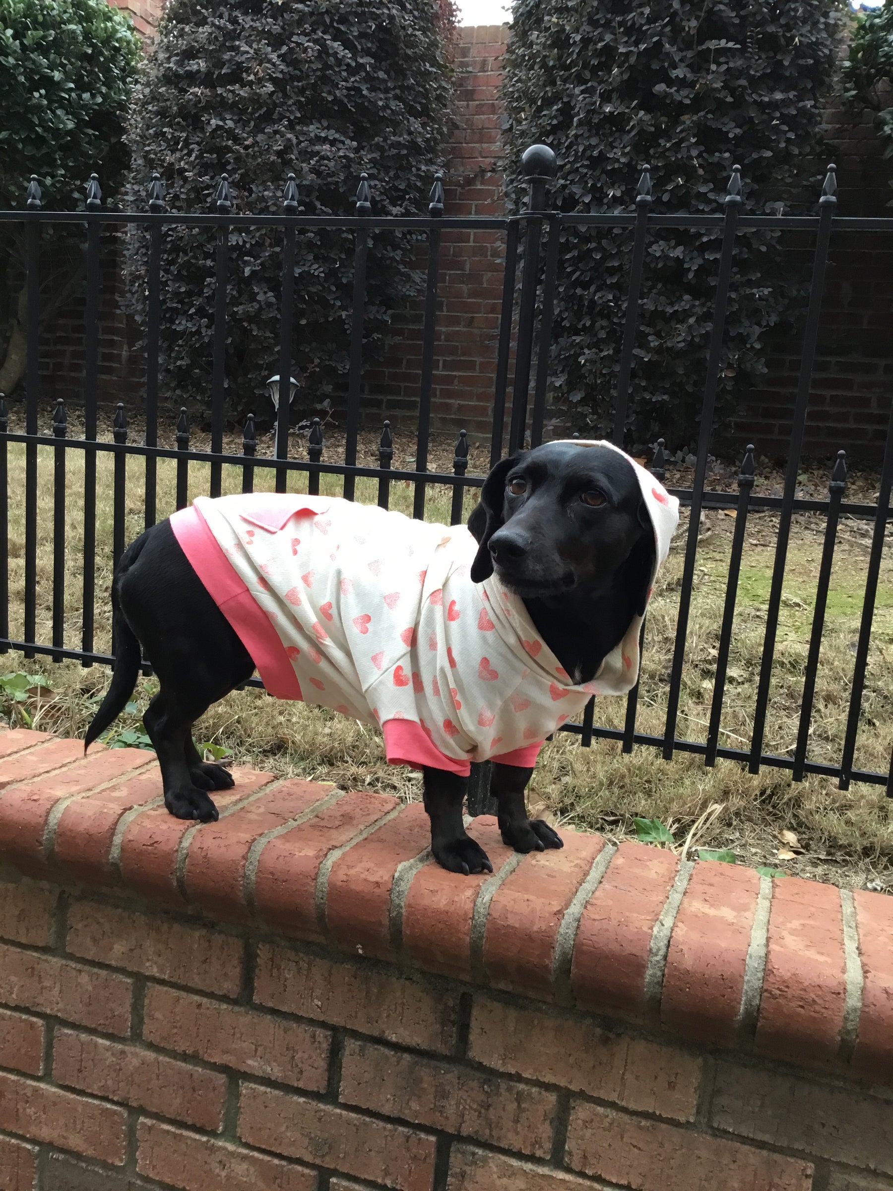 Hoodie Dog Sweater Pattern