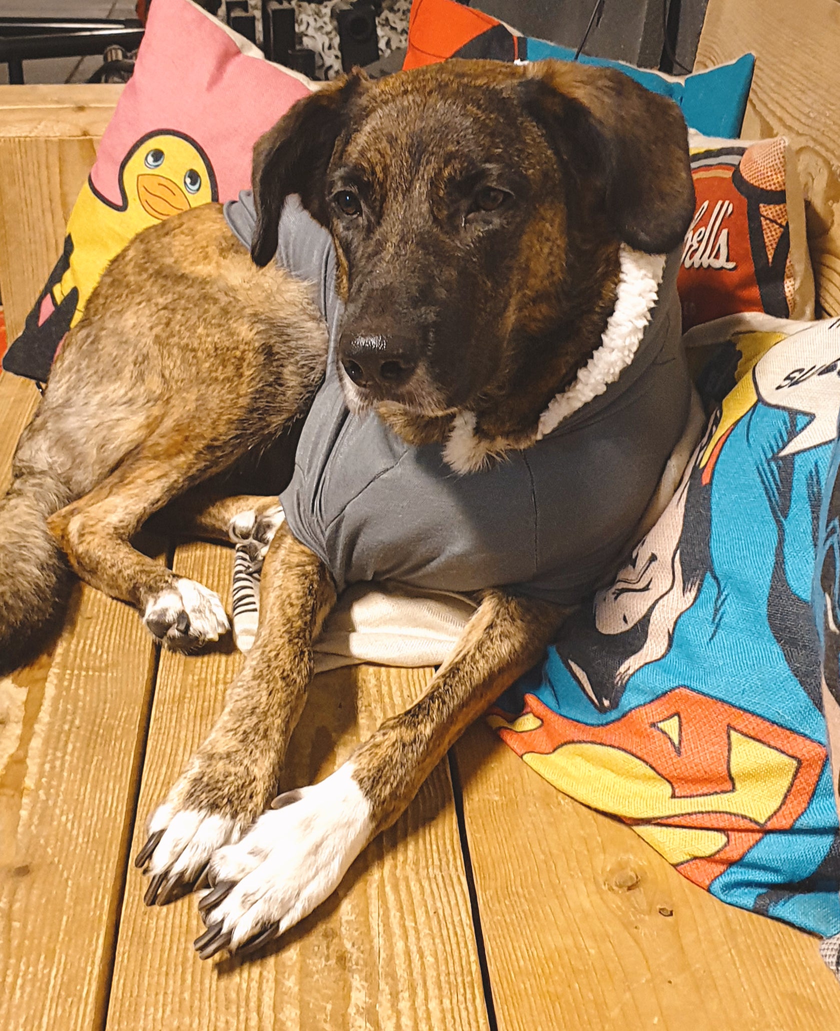 Hoodie Dog Sweater Pattern