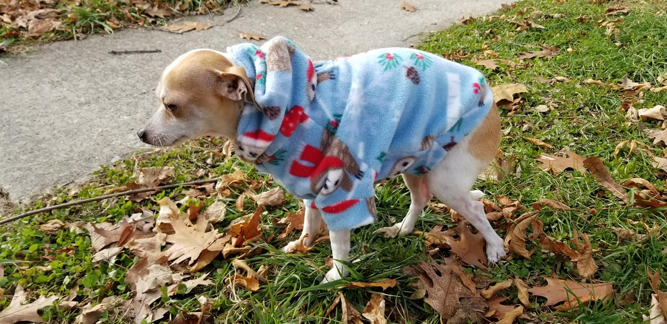 Hoodie Dog Sweater Pattern