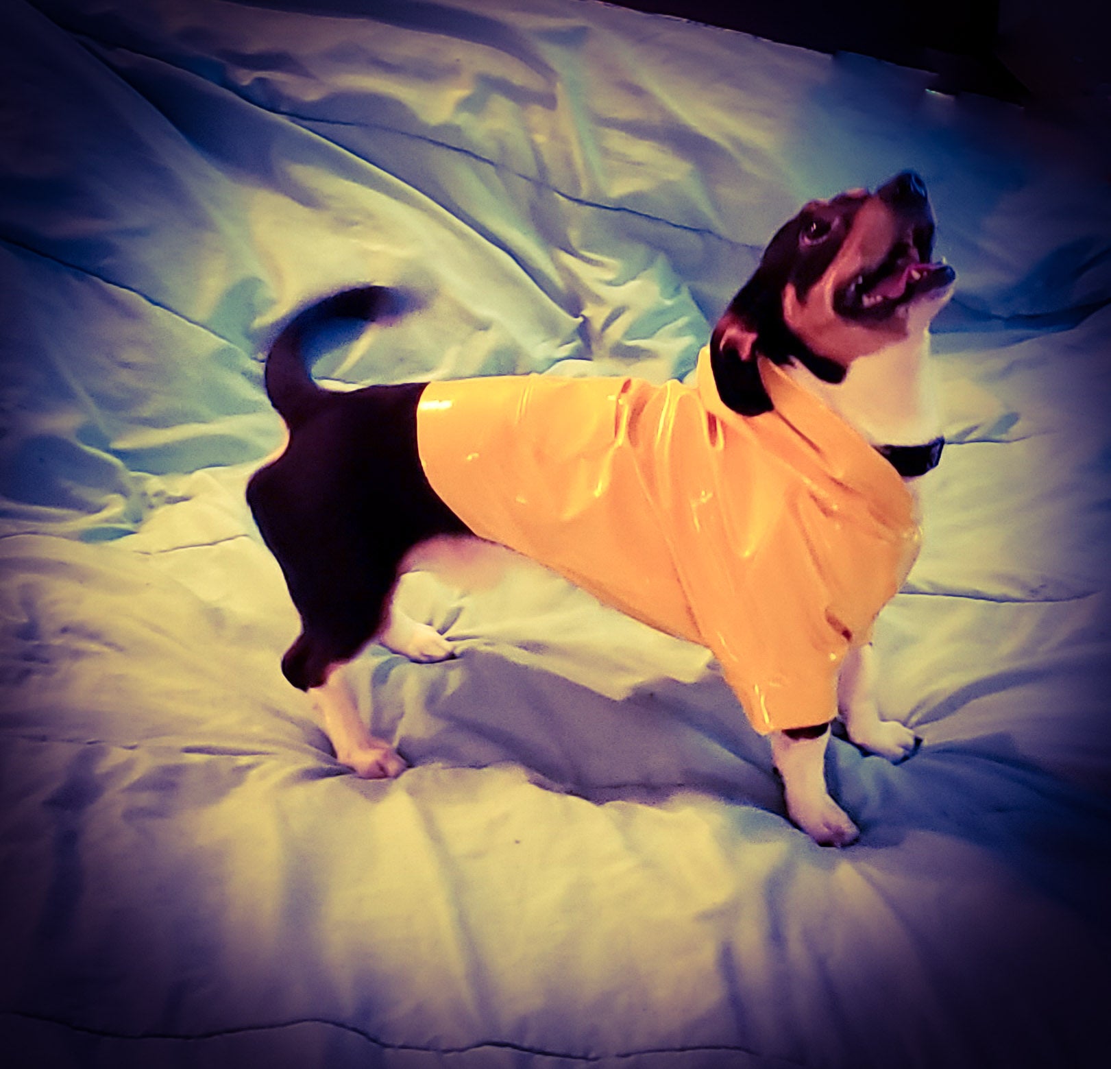 Hoodie Dog Sweater Pattern