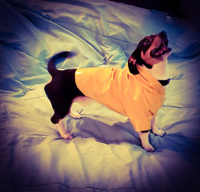 Hoodie Dog Sweater Pattern