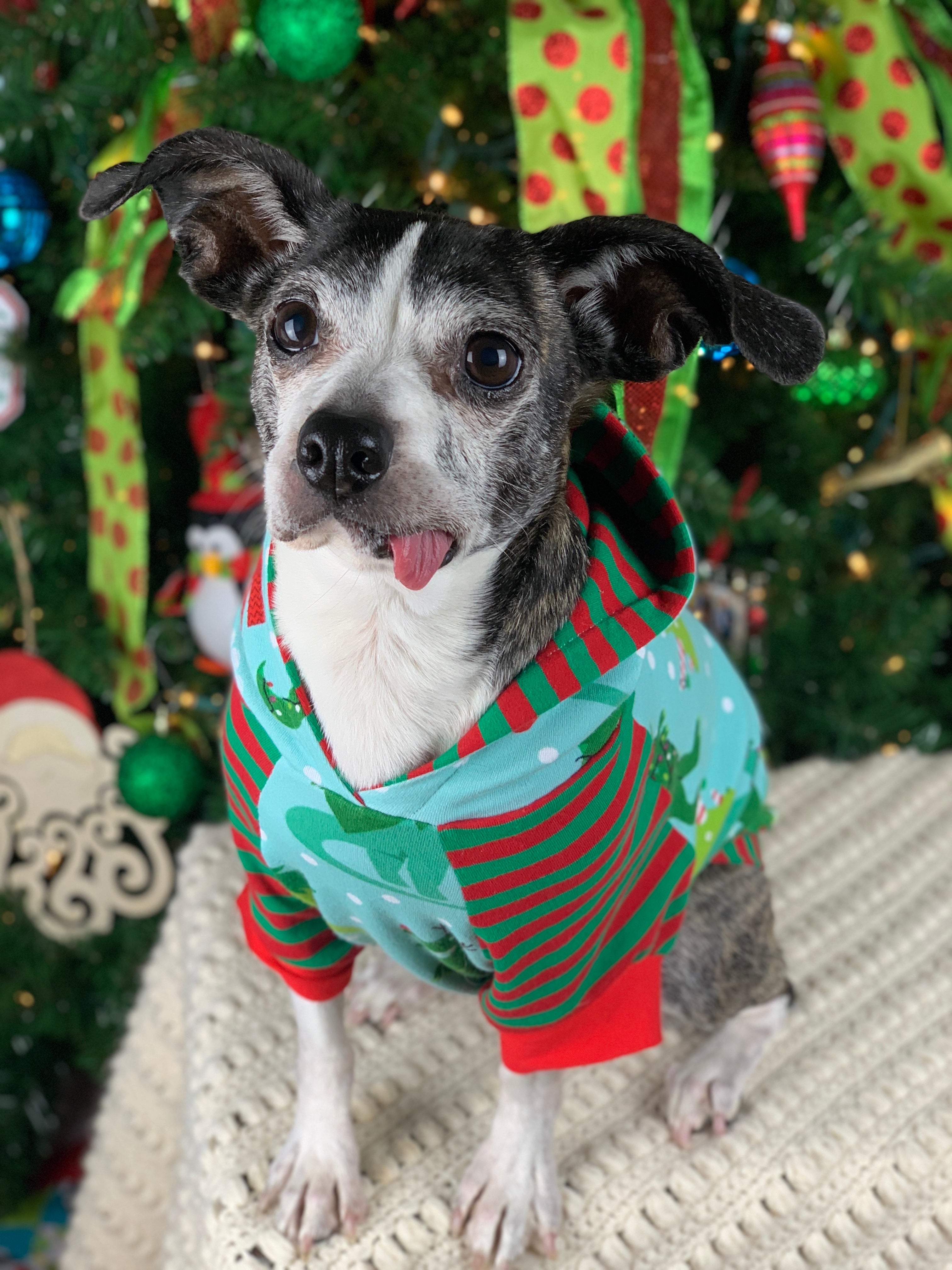 Hoodie Dog Sweater Pattern