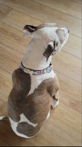 Fur Baby Pet Collar & Lead Pattern