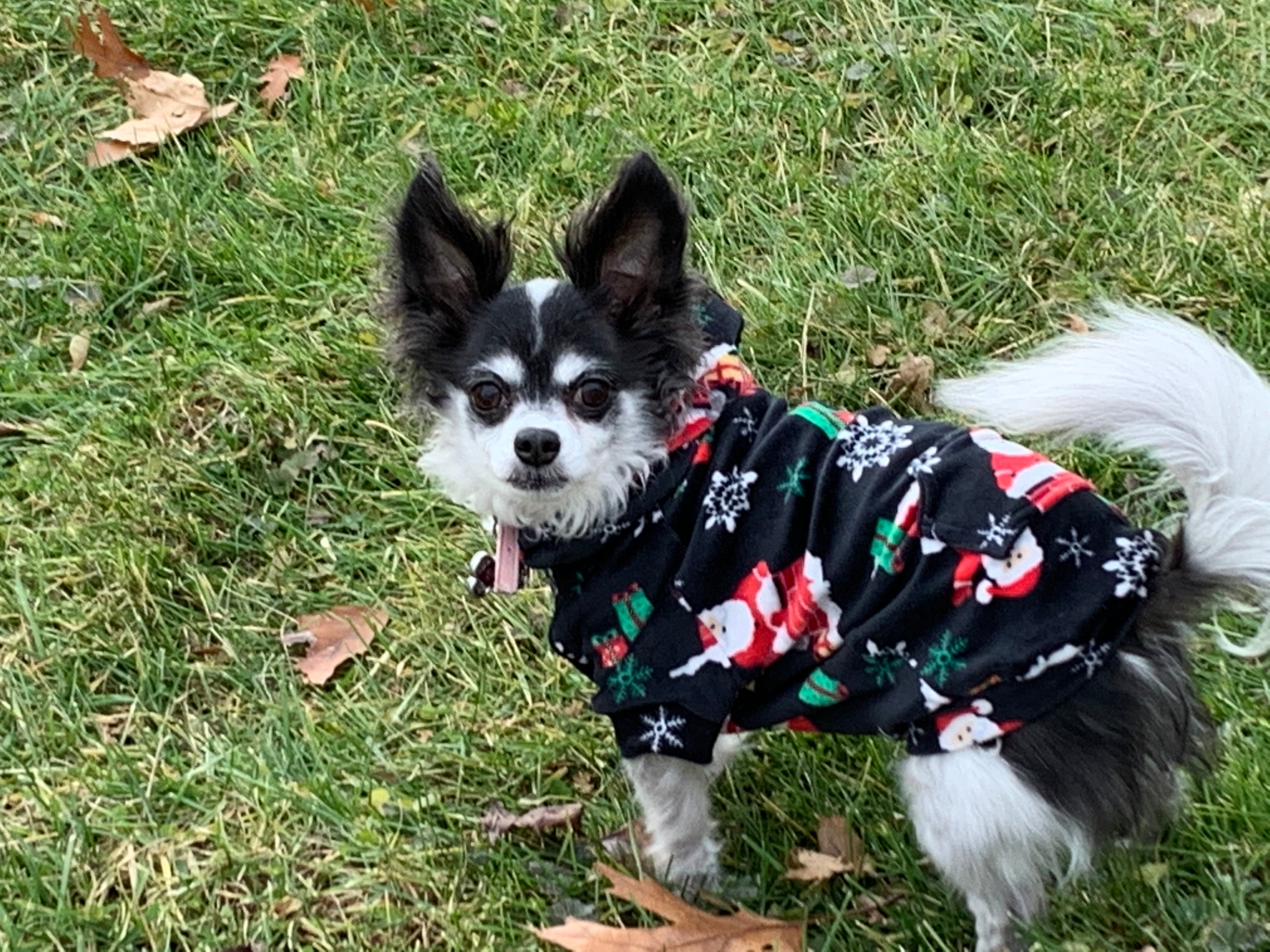 Hoodie Dog Sweater Pattern
