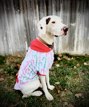 Hoodie Dog Sweater Pattern
