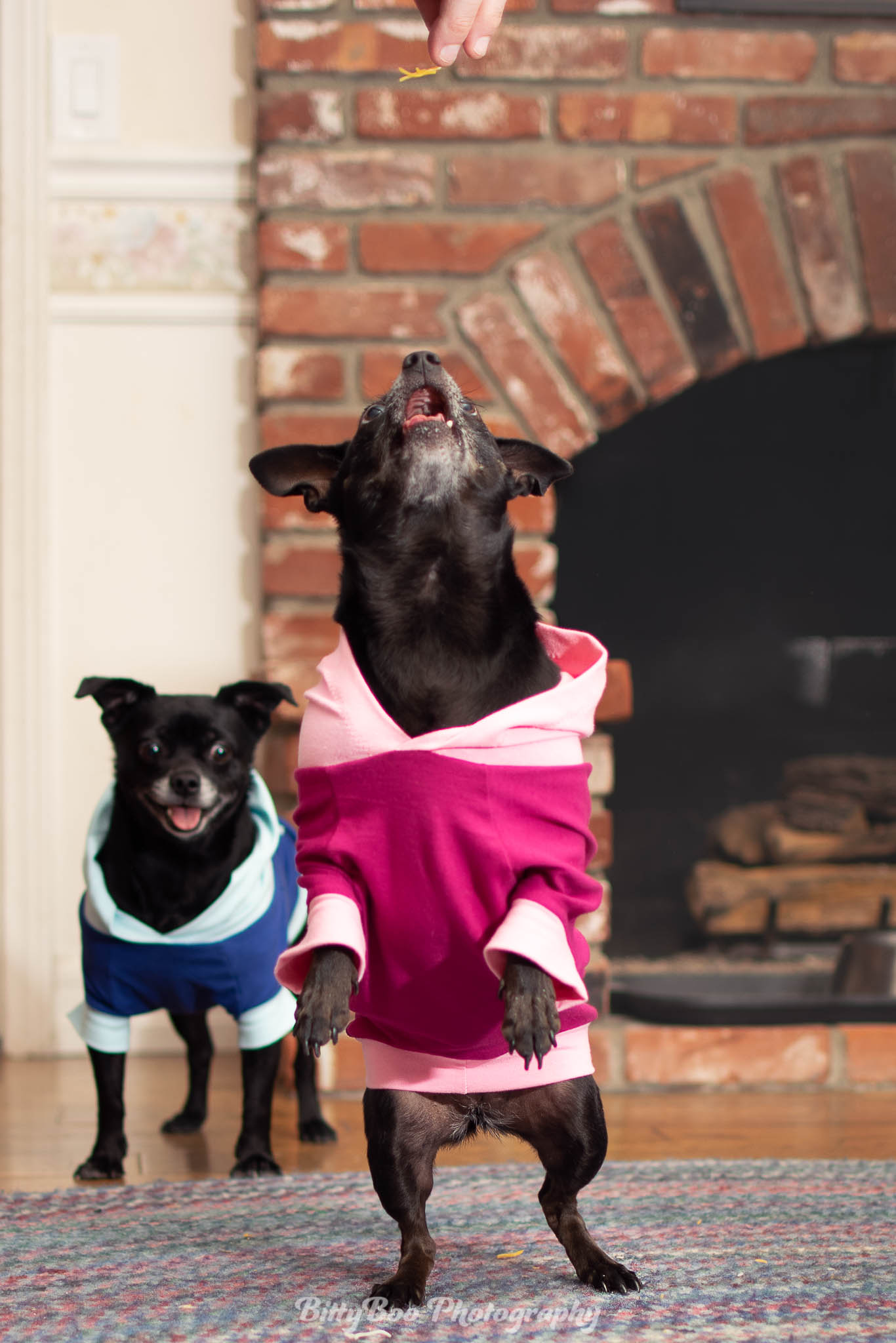 Hoodie Dog Sweater Pattern