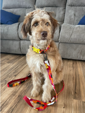 Fur Baby Pet Collar & Lead Pattern