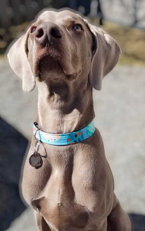 Fur Baby Pet Collar & Lead Pattern