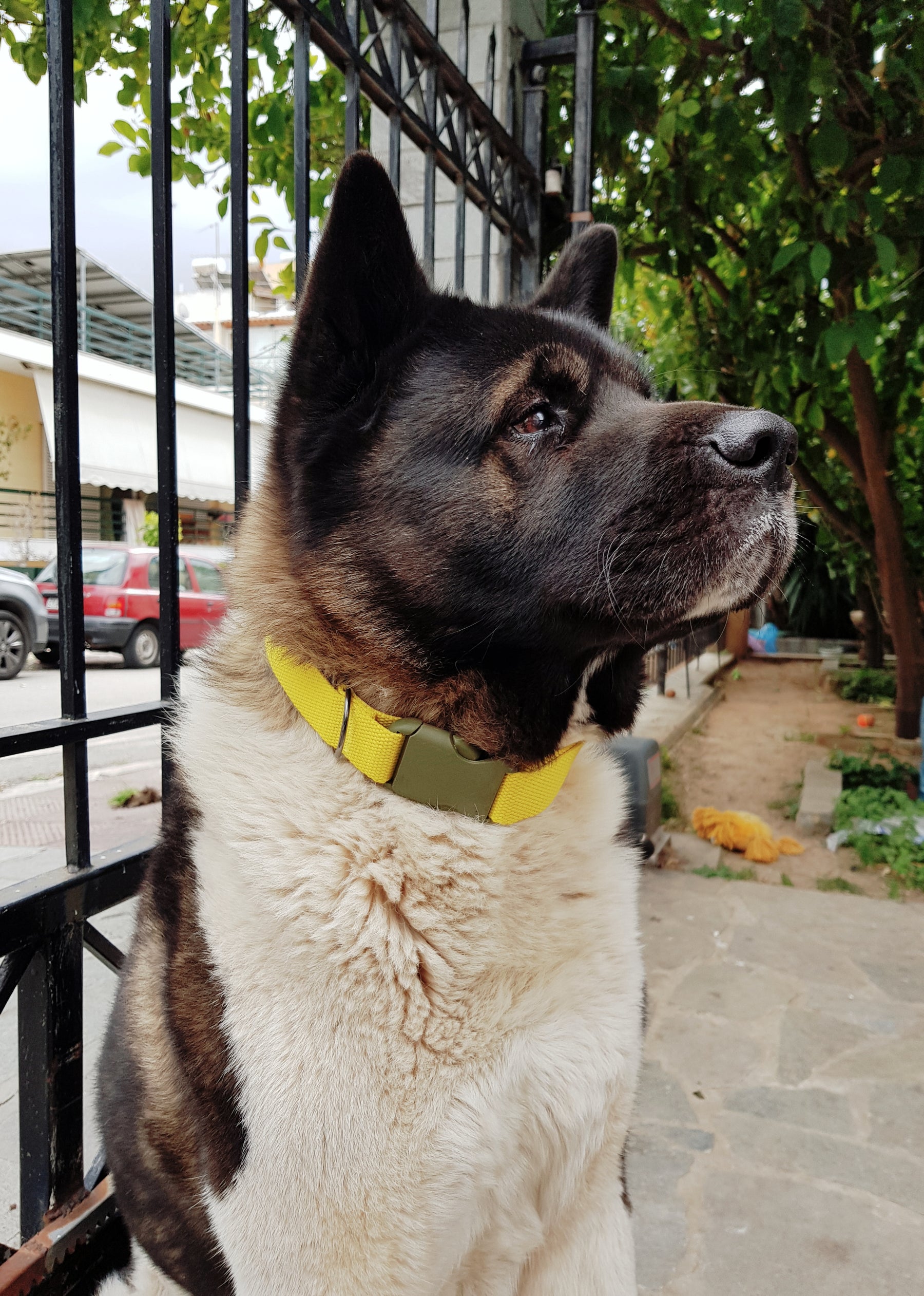 Best collar deals for akita